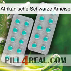 African Black Ant 29